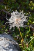 Dryas octopetala